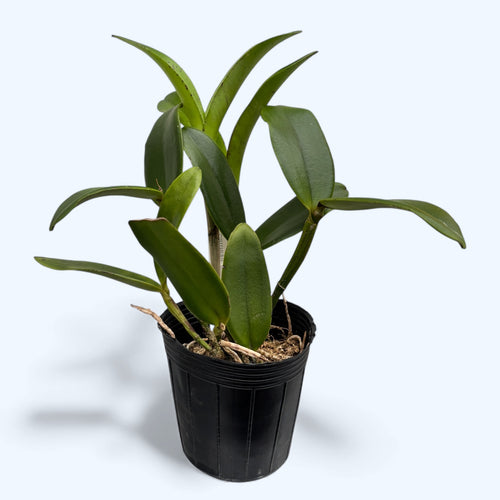 Cattleya Yuan Dung Sweet 'Dragon Fruit' *illatos