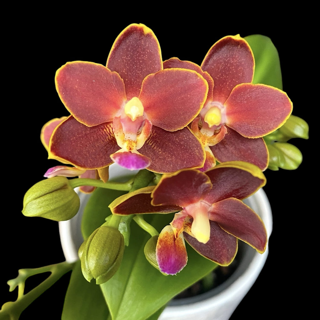 Phalaenopsis Yaphon Perfume 'Coffee Red' duftend