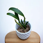 Myrmecophila thomsoniana (Laelia thomsoniana)