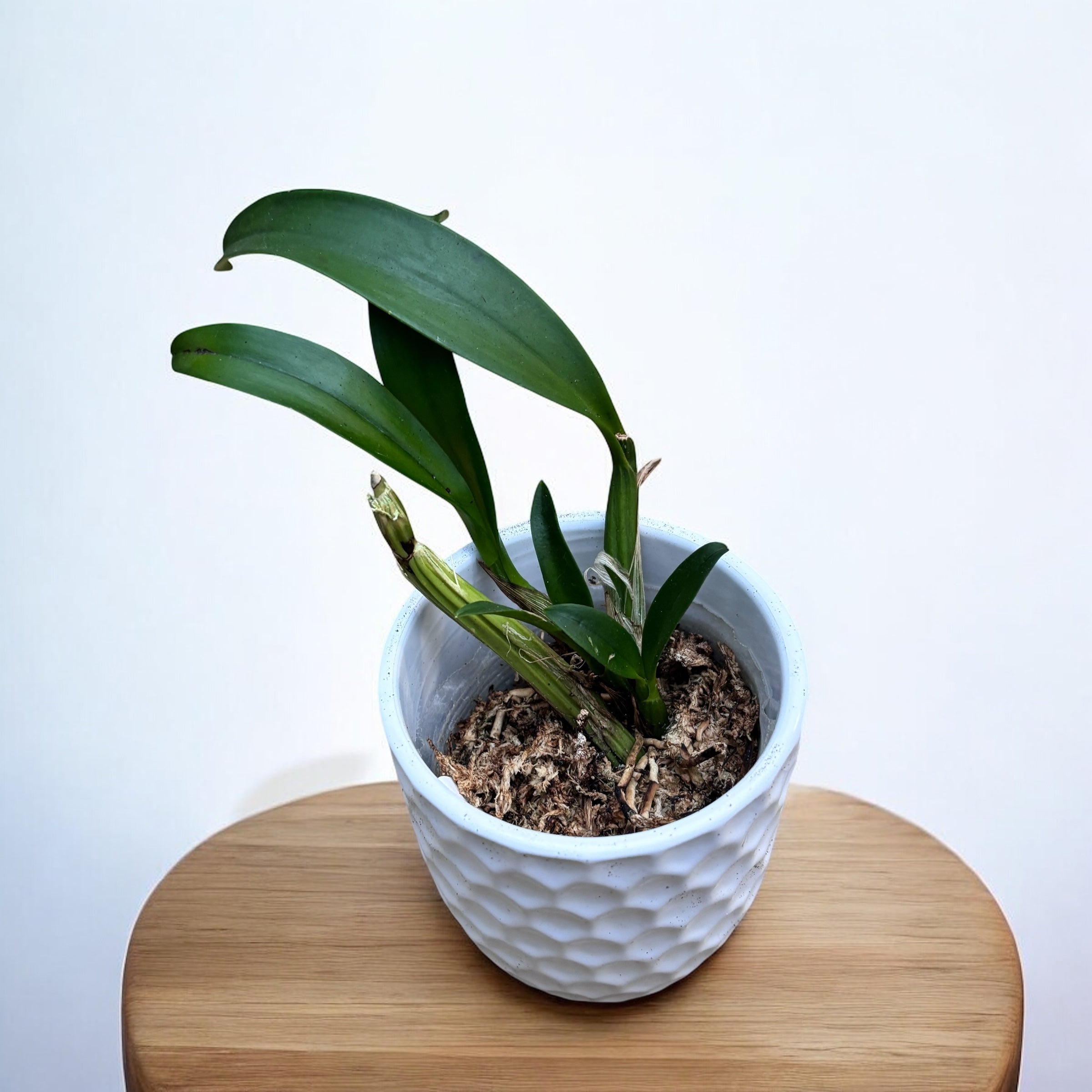 Myrmecophila thomsoniana (Laelia thomsoniana)