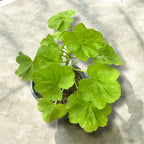 Pelargonium 'Occold Shield' (pelargonie o kolorowych liściach)