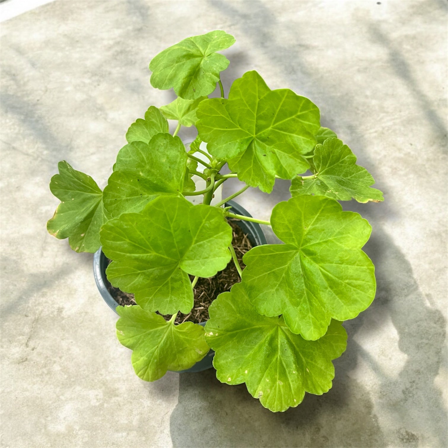 Pelargonium 'Occold Shield' (pelargonie o kolorowych liściach)