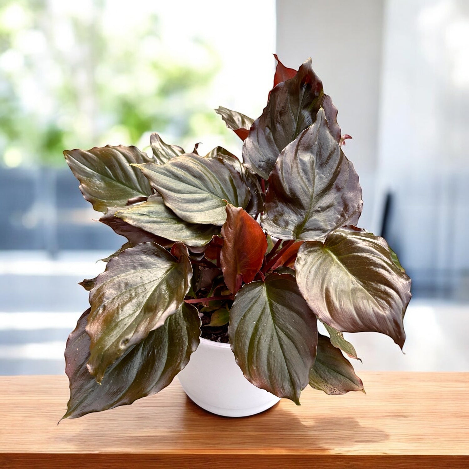 Homalomena ‘Flaming Red’ – planta tropicala cu foliaj rosu-metalic si aspect luxuriant