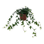 Iedera - Hedera helix 'Shamrock'