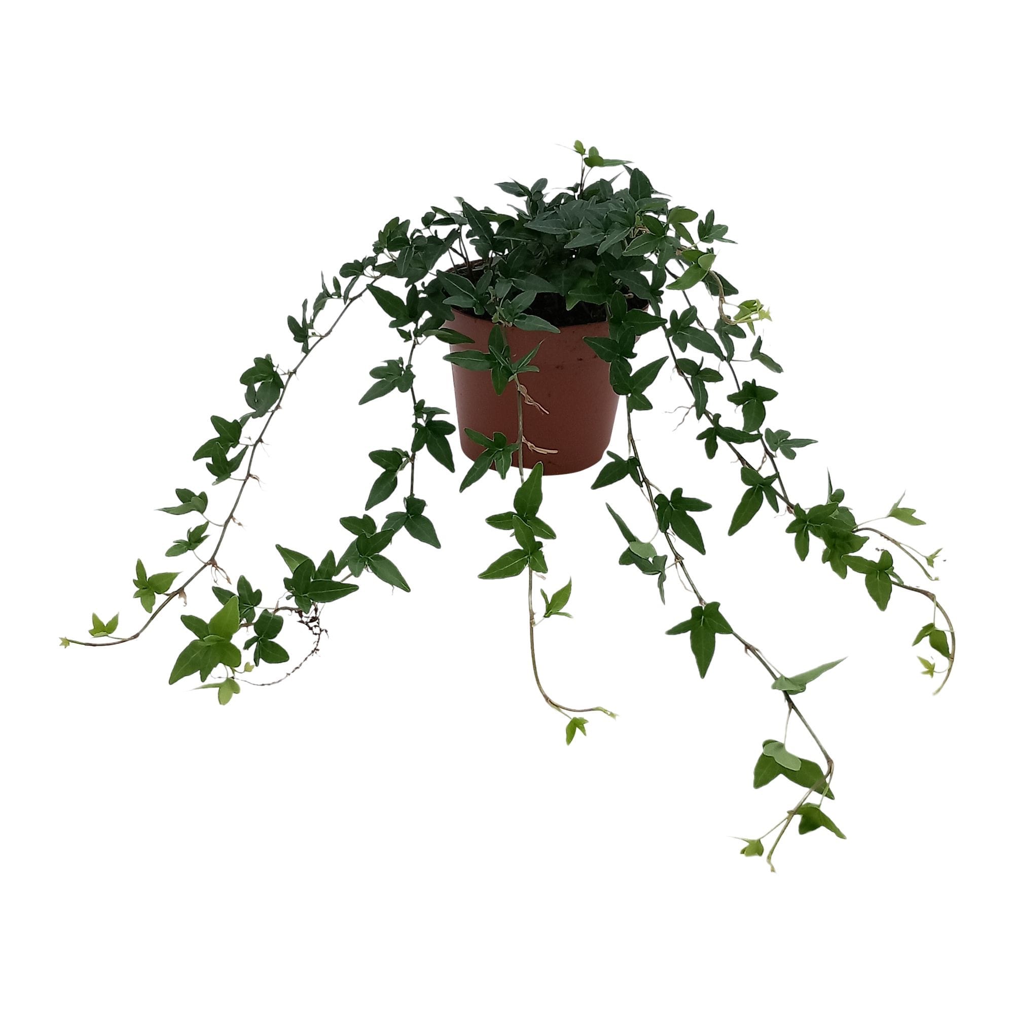 Iedera - Hedera helix 'Shamrock'