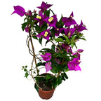 Bougainvillea 'Alexandra' - Ljubičasta papirnata cvjetnica D12