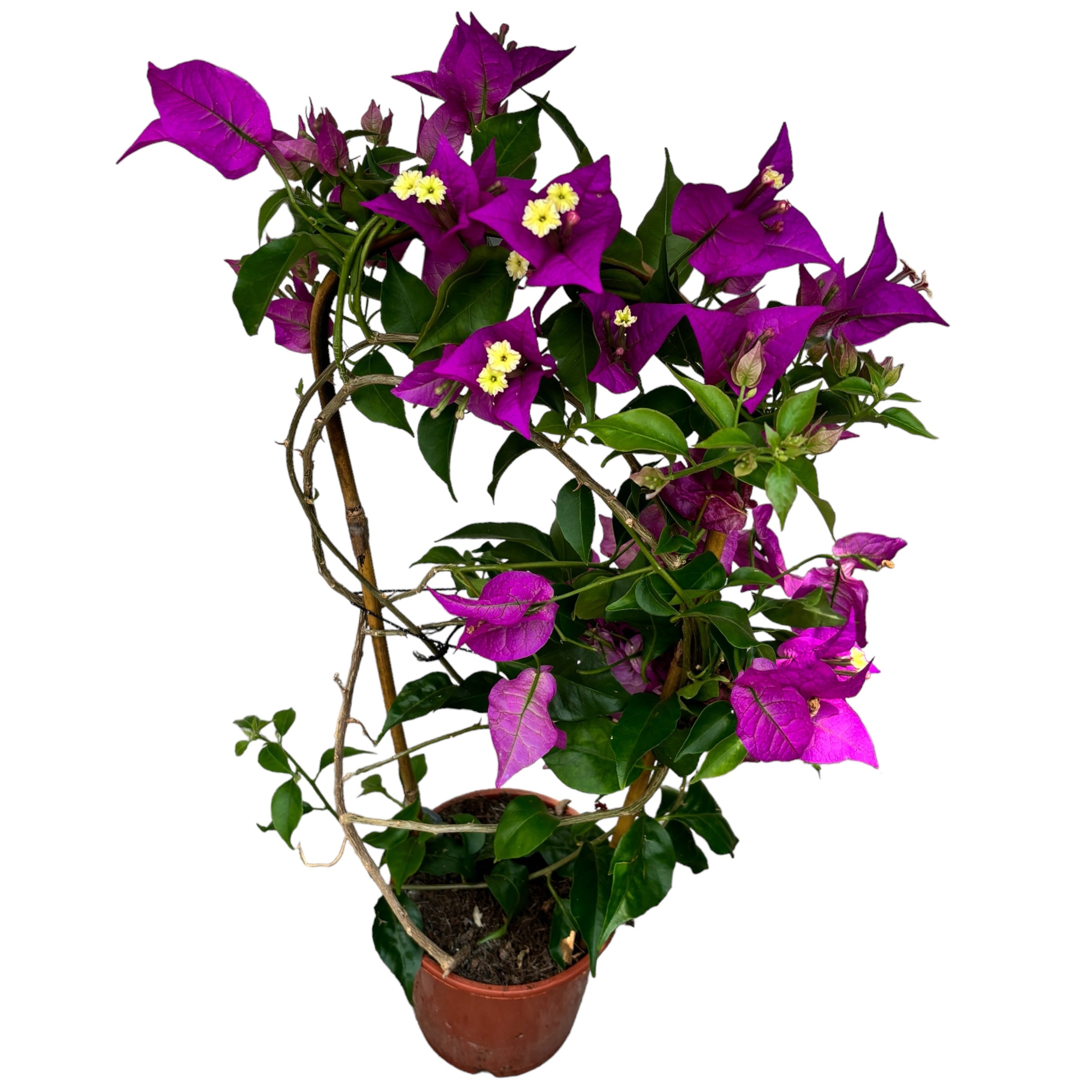 Bougainvillea 'Alexandra' - Floarea de hartie mov D12