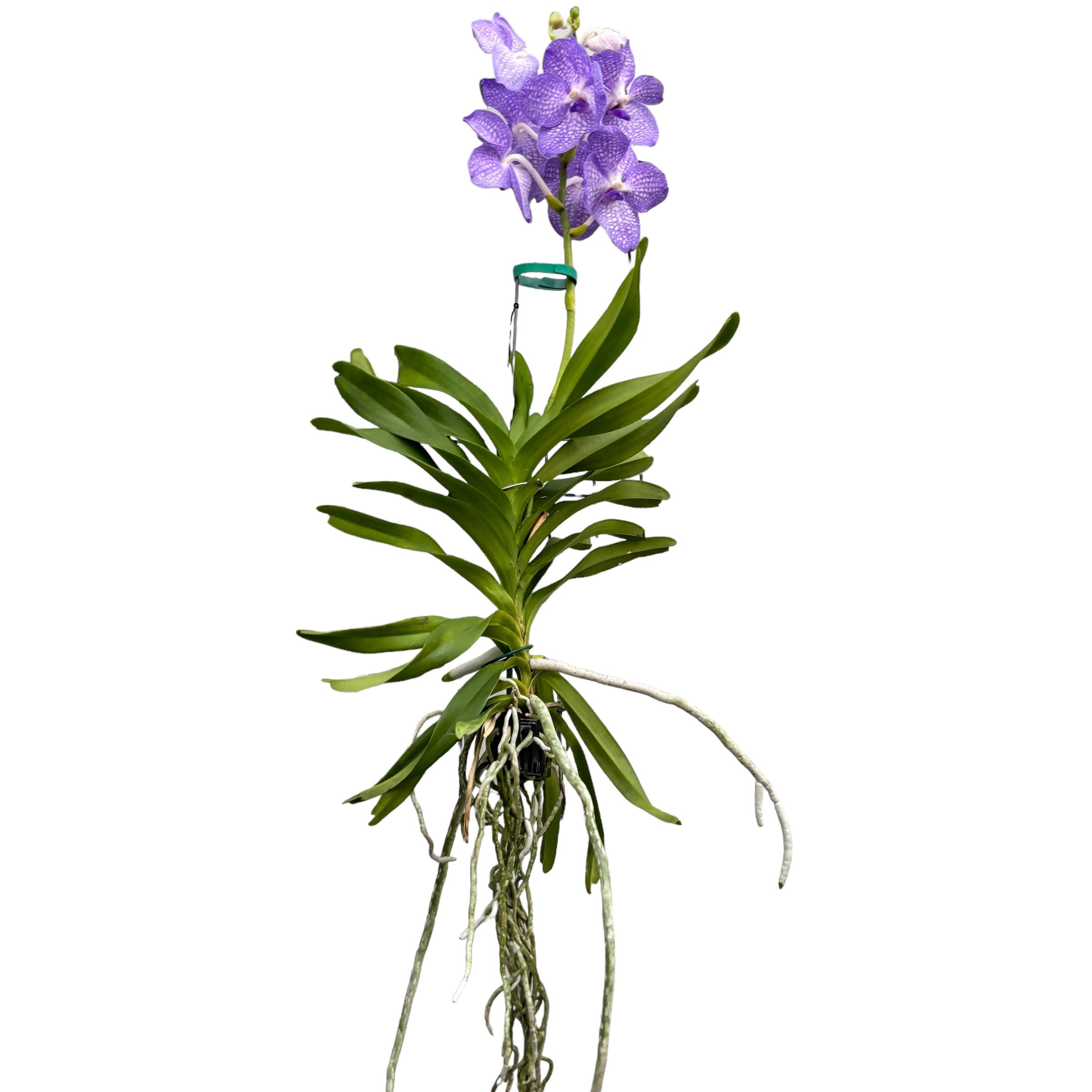Vanda Kanchana Angelite (ANSU)
