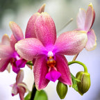 Phalaenopsis Sweet Memory Liodoro - fiori intensamente profumati (agrumi)