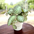 Episcia 'Chocolate Soldier'