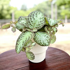 Episcia 'Chocolate Soldier'