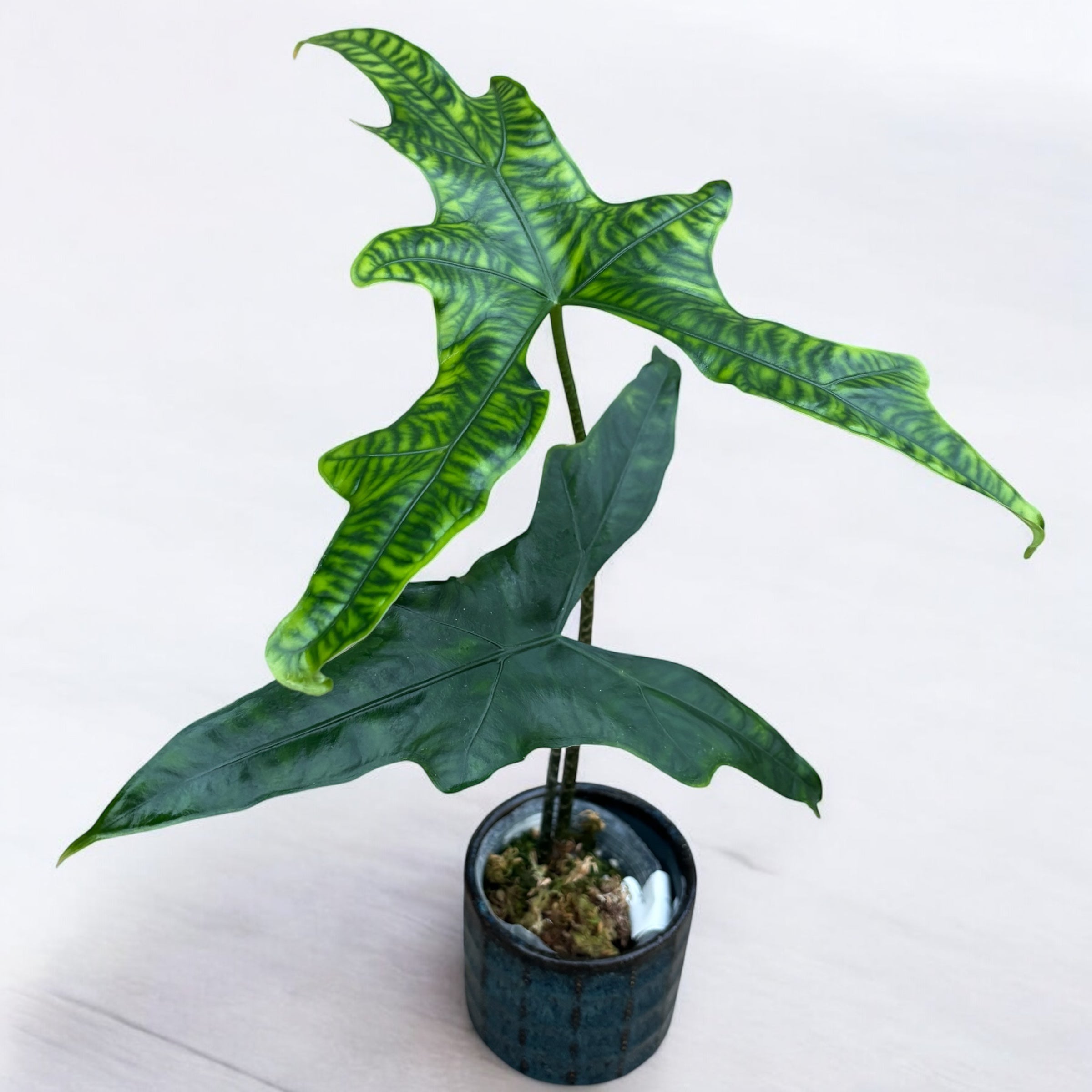 Alocasia nycteris 'Bat Wing'