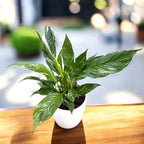 Spathiphyllum 'Diamond Variegata' - marantový lilie s mramorovanými listy