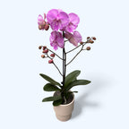 Phalaenopsis Manta Romblon grote lip