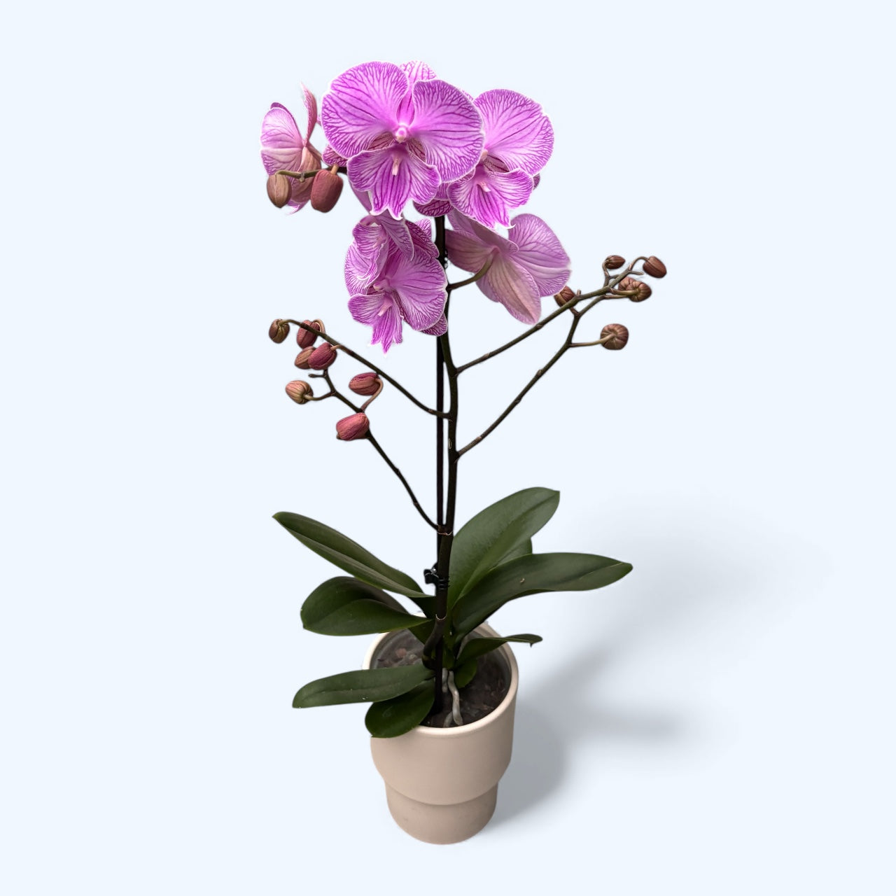 Фаленопсис Манта Ромблон голяма устна