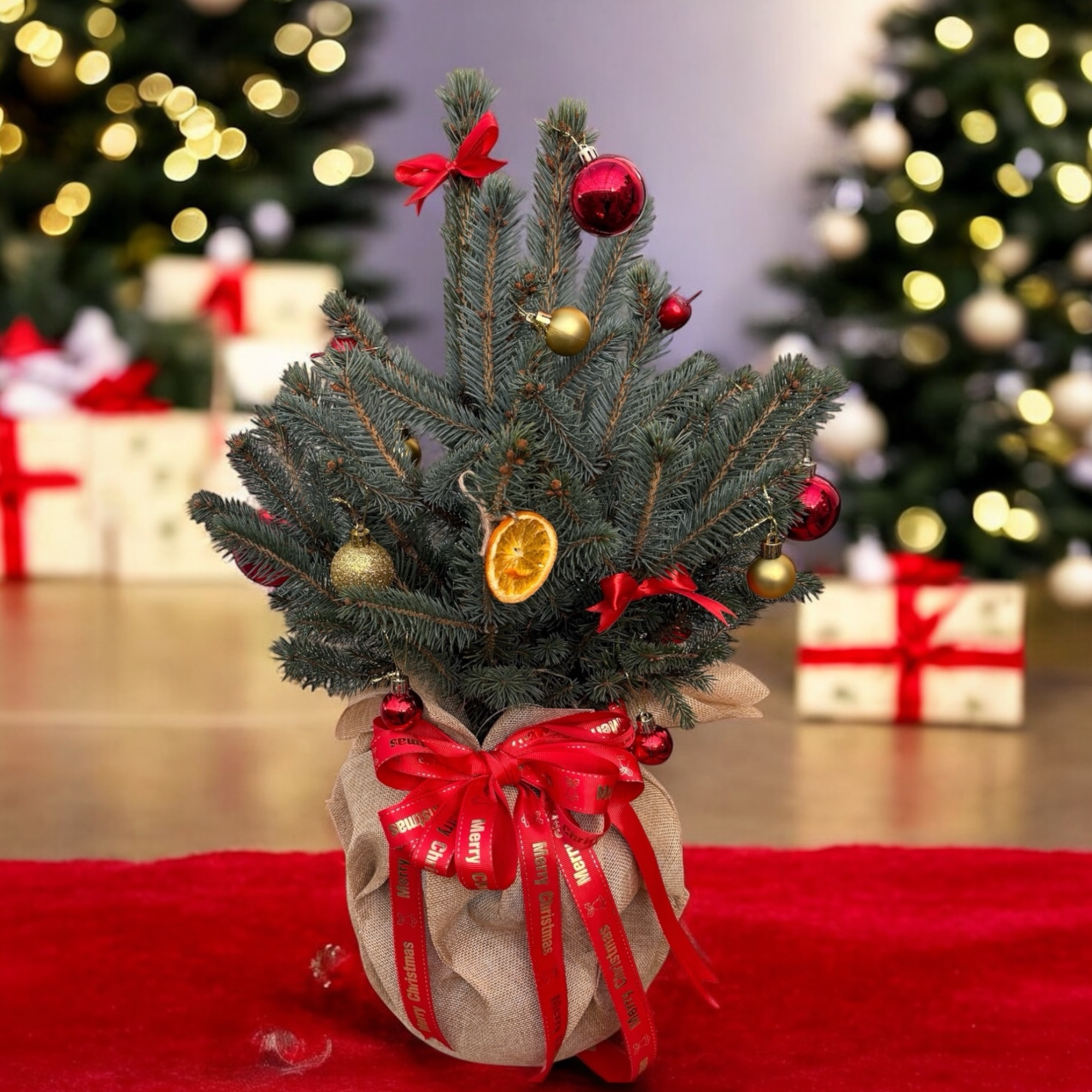 Brad argintiu 'Magic Blue' - Cel mai frumos dar de sarbatori