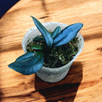 Microsorum thailandicum (Avatar fern)