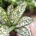 Dieffenbachia ‘White Etna’ - exemplare mari