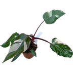 Philodendron 'Pink Princess' D12