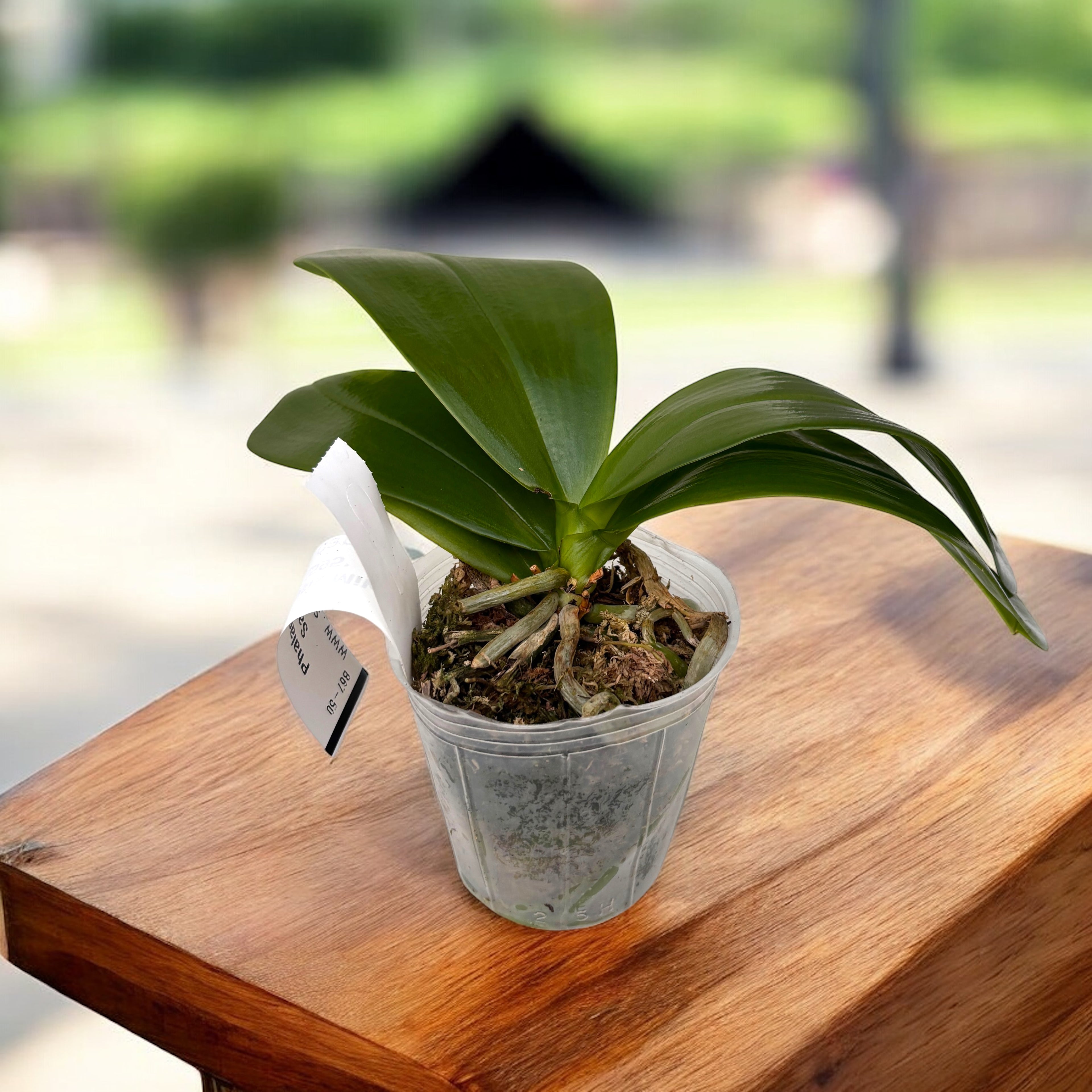 Phalaenopsis Miki Sabina '595' *parfumata