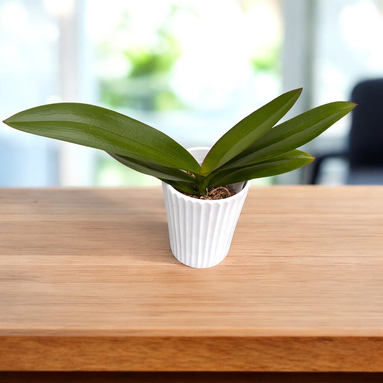 Phalaenopsis Miki Super Robin 'Pink' (Peloric Big Lip)