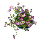 Saxifraga ardensii ružičasta