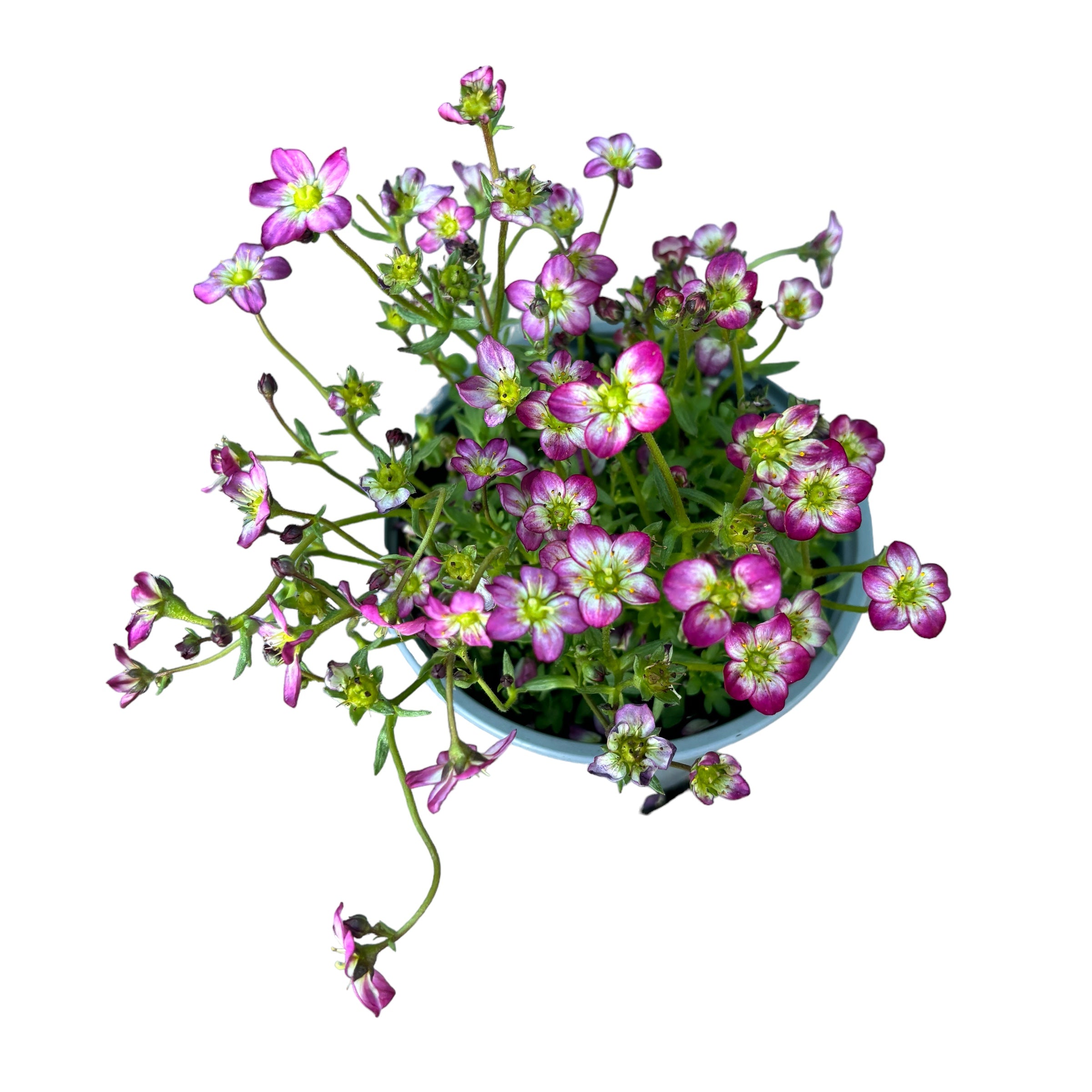 Saxifraga ardensii Pink