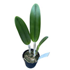 Rhyncholaelia digbyana 'Green Giant' FCC/AOS - vonná