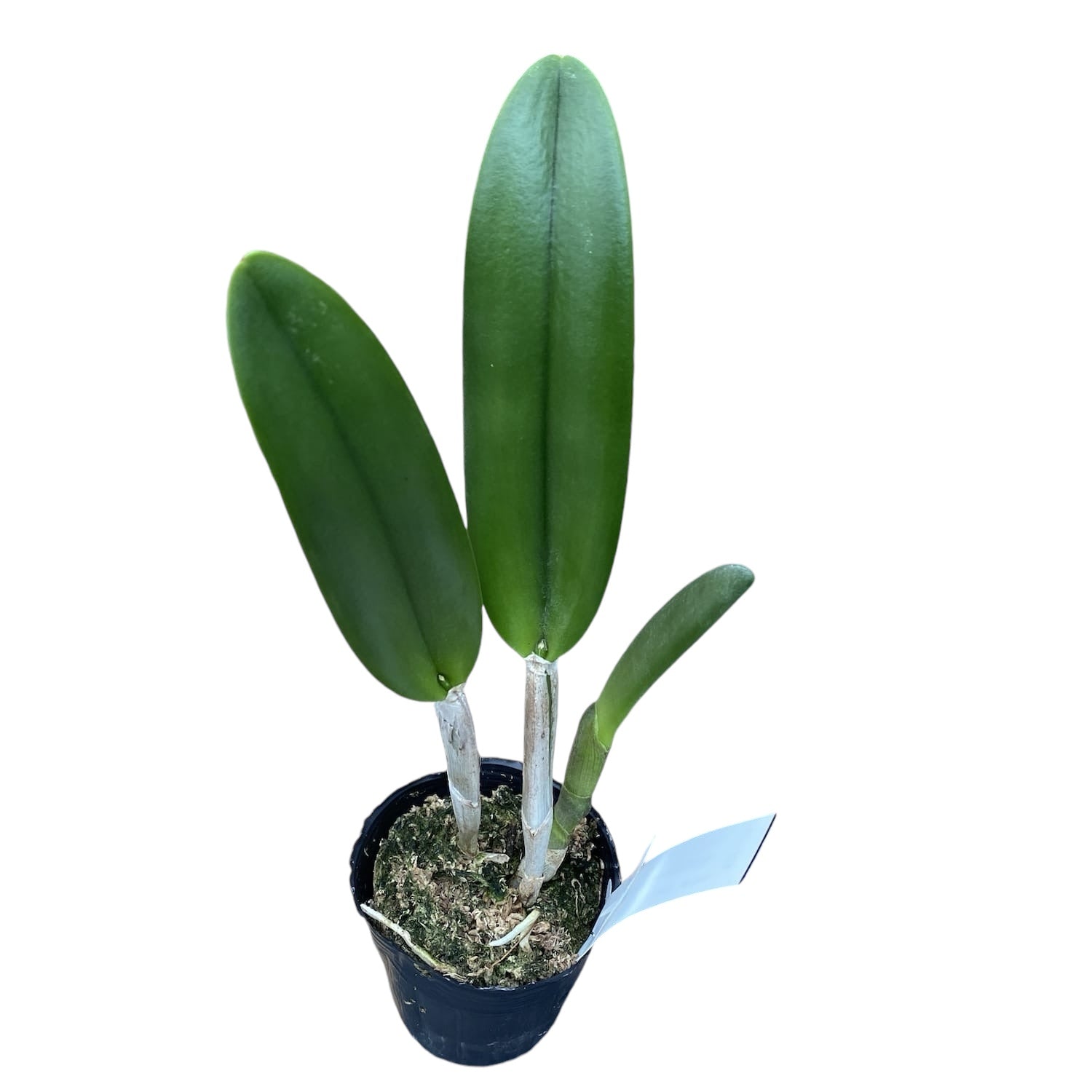 Rhyncholaelia digbyana 'Green Giant' FCC/AOS - duftend