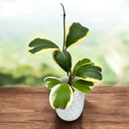 Hoya kerrii 'Albomarginata' - exemplare dezvoltate