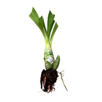 Cyc. Jumbo Puff Taiyoung No.1 SM/TOGA