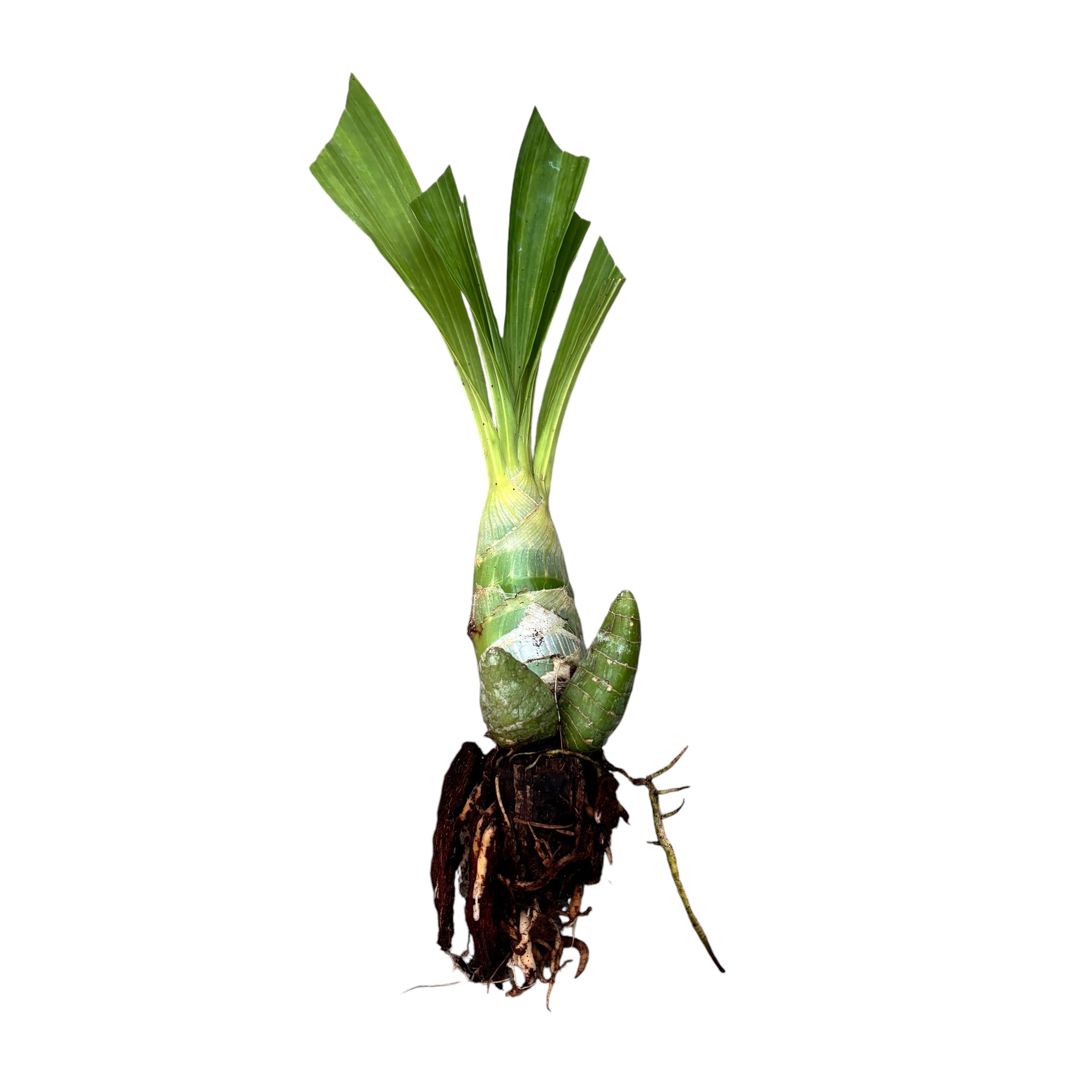 Cyc. Jumbo Puff Taiyoung No.1 SM/TOGA