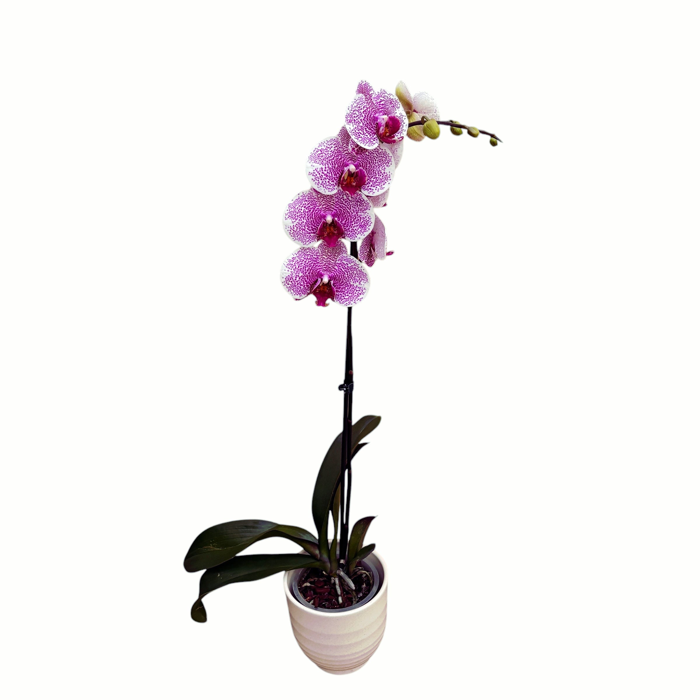 Phalaenopsis Golden Poeker Leopard (Pandorra)