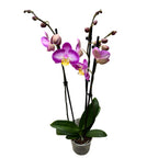 Phalaenopsis ‘Split’