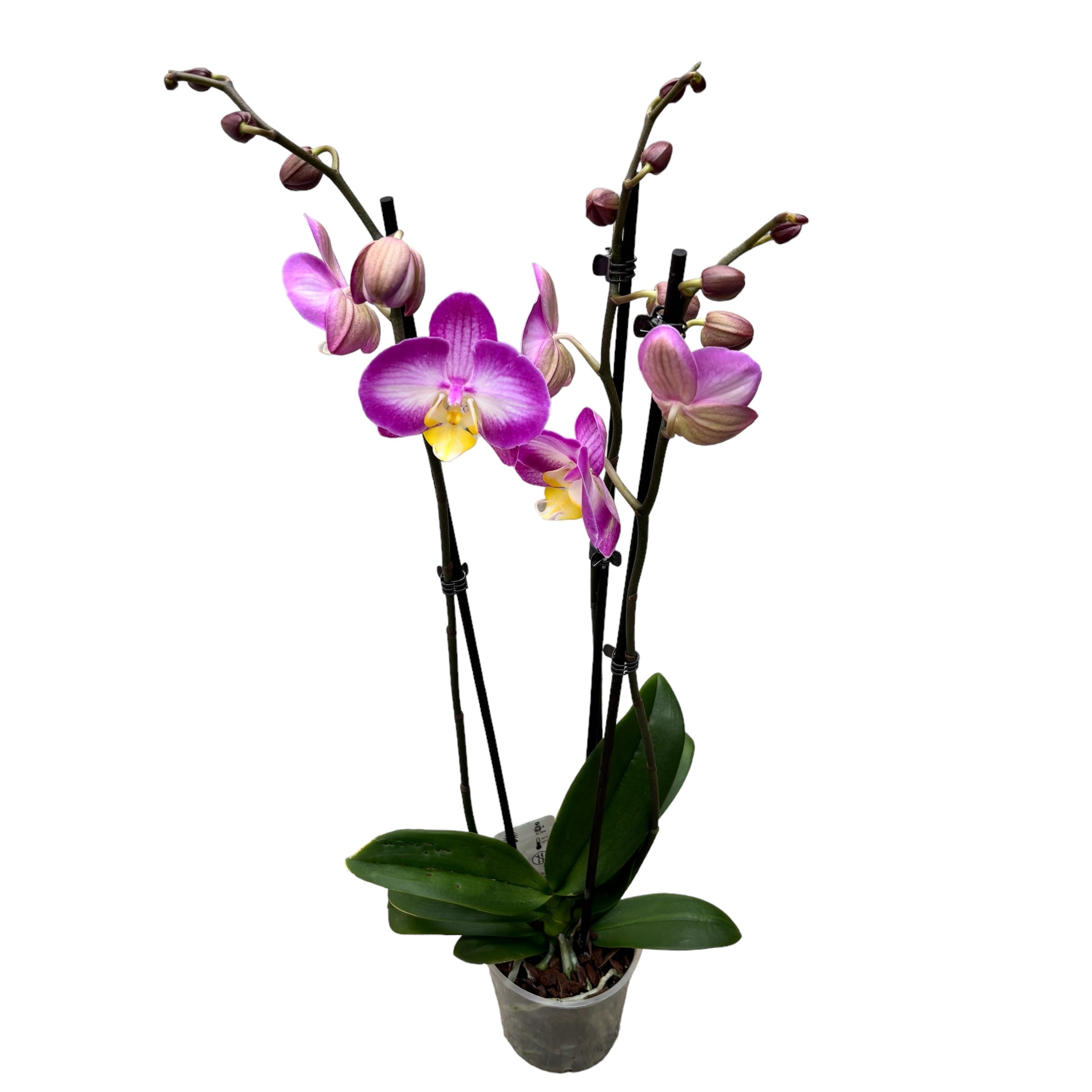 Phalaenopsis « Split »