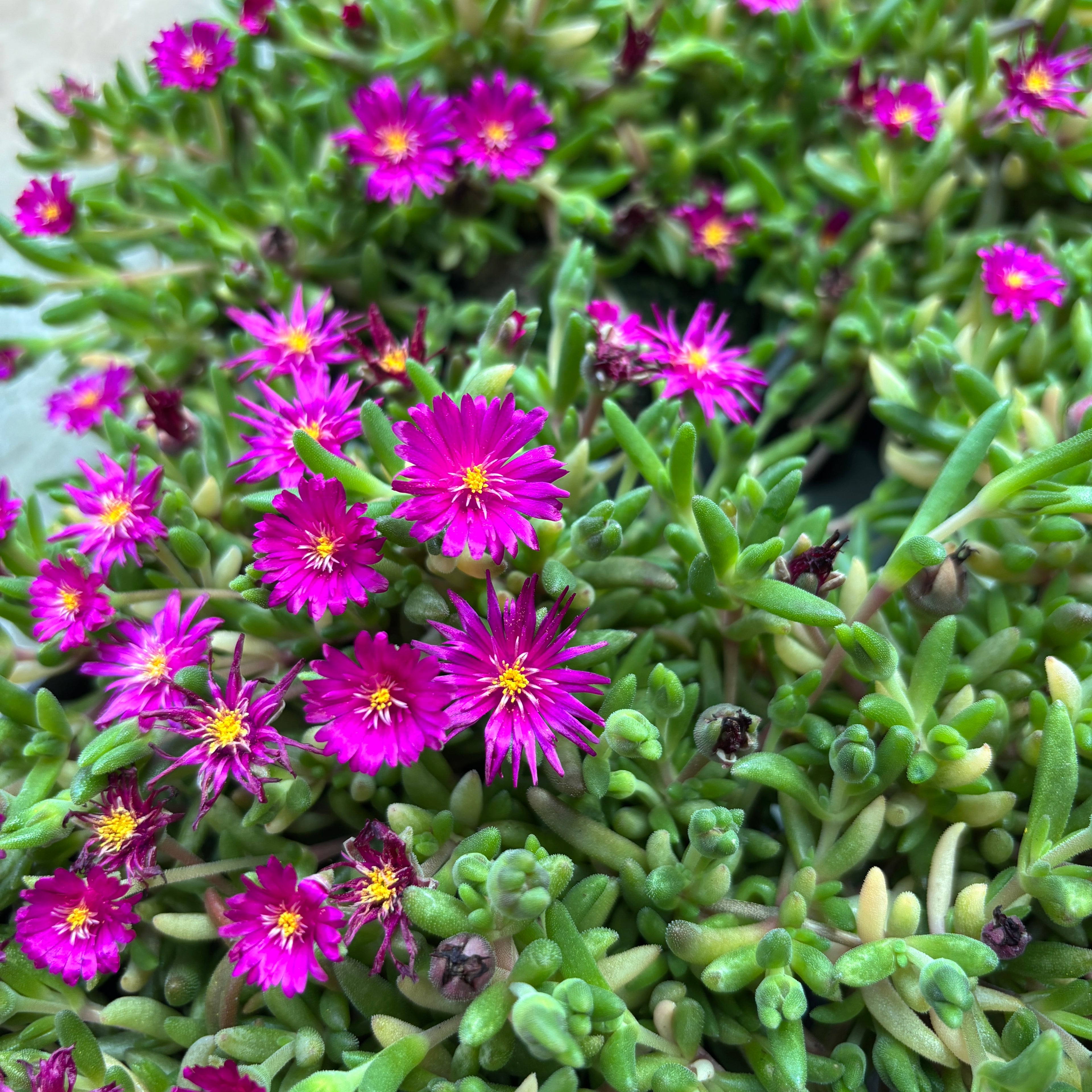 Delosperma cooperi ‘Lido Magenta’ (floarea de gheata)
