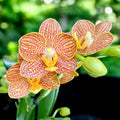 Phalaenopsis Indian Summer (Little Zorro) - nagrajena orhideja