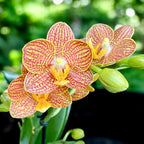 Phalaenopsis Indian Summer (Little Zorro) - palkittu orkidea