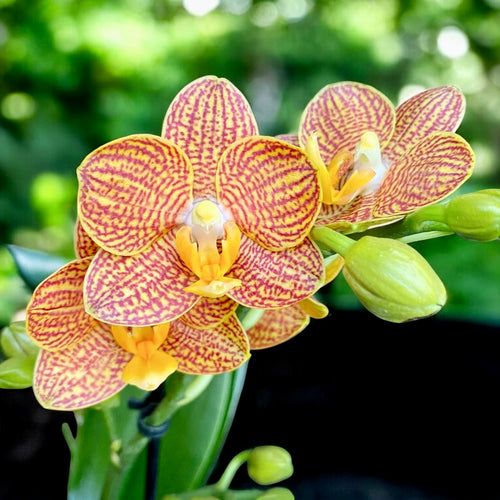 Phalaenopsis Indian Summer (Little Zorro) - preisgekrönte Orchidee