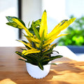 Croton - Codiaeum variegatum 'Sunny Star'