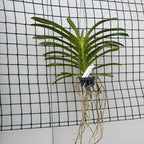 Vanda Muang Thong 'Mr. Sawat'