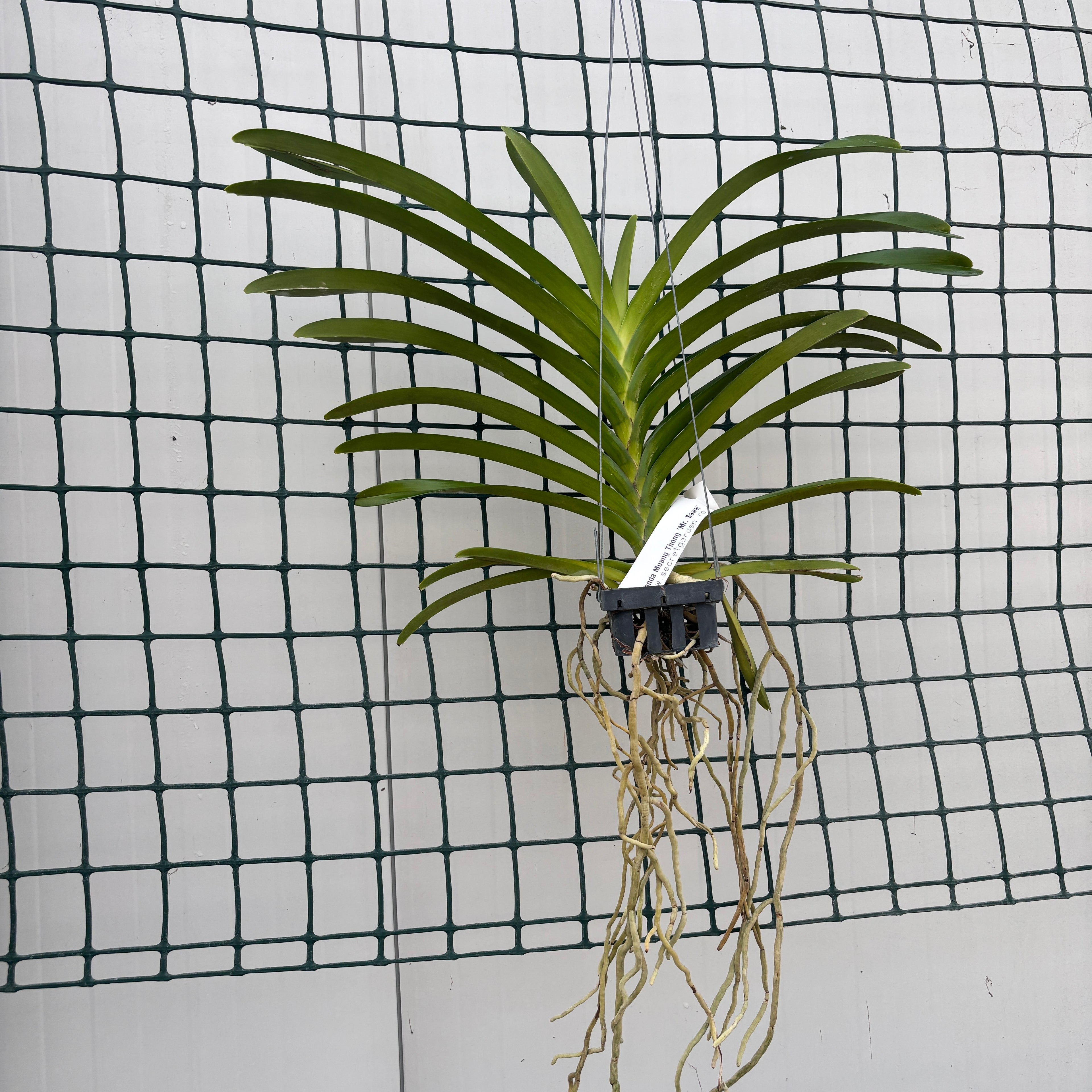 Vanda Muang Thong 'Herr Sawat'