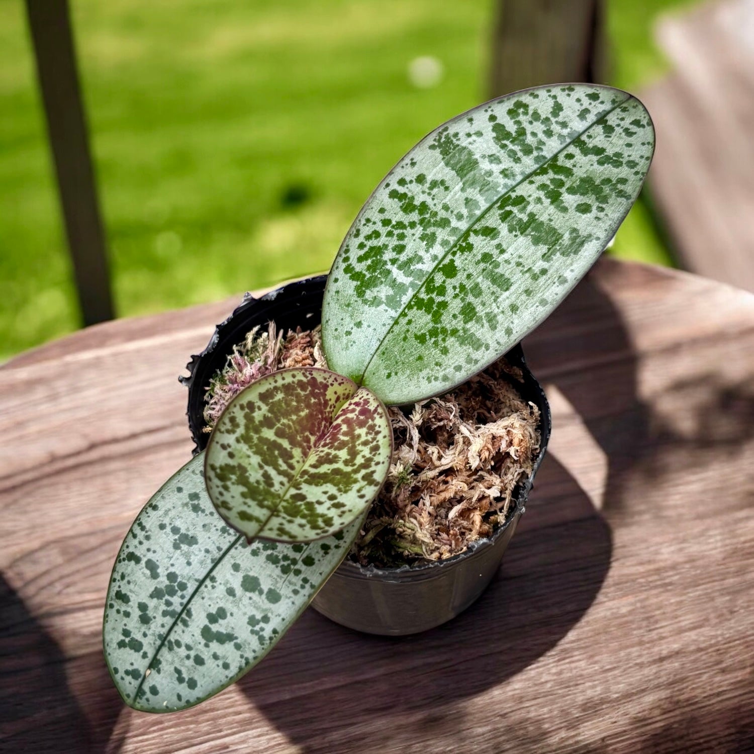 Phalaenopsis philippinensis (Silver Leaves)