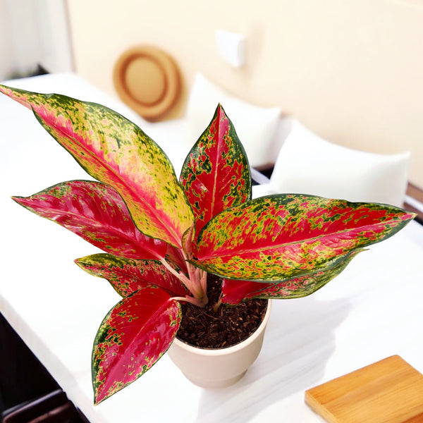 Aglaonema 'Sporting Red'