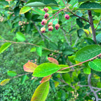 Stablo grožđica - Amelanchier lamarckii - slatko i aromatično voće