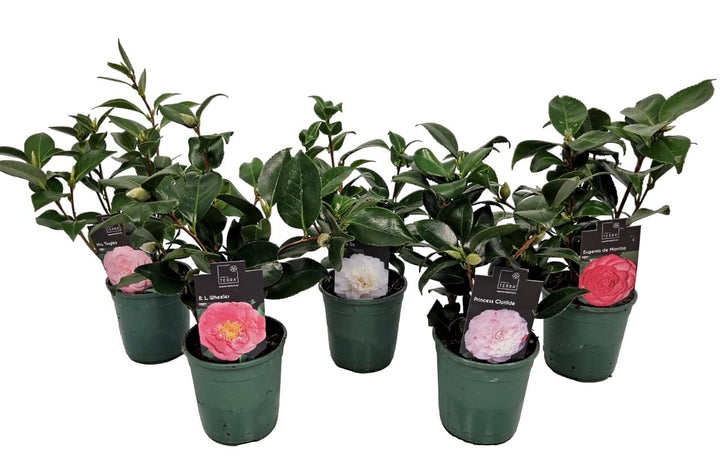 Camellia japonica 'Santorelli'