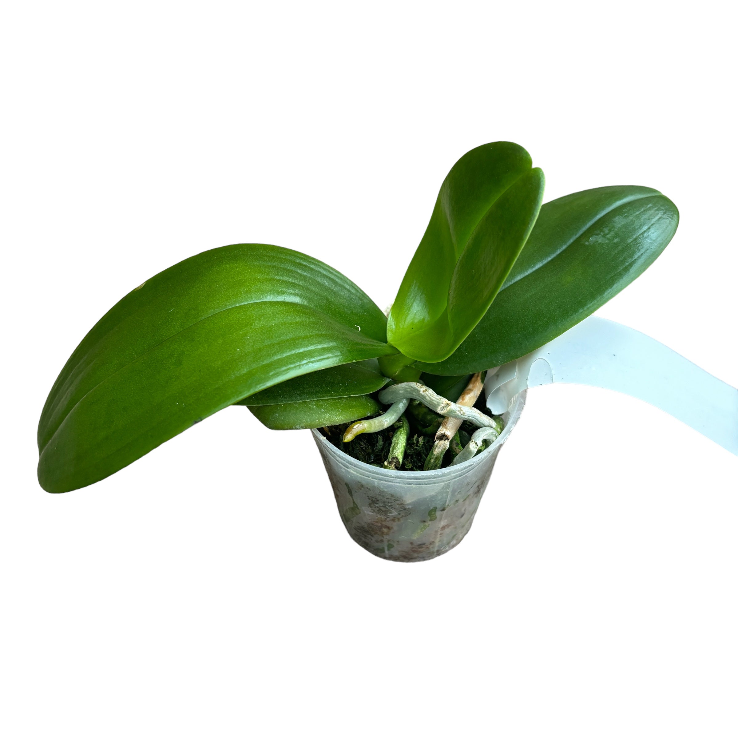 Phalaenopsis I-Hsin Picture '292'