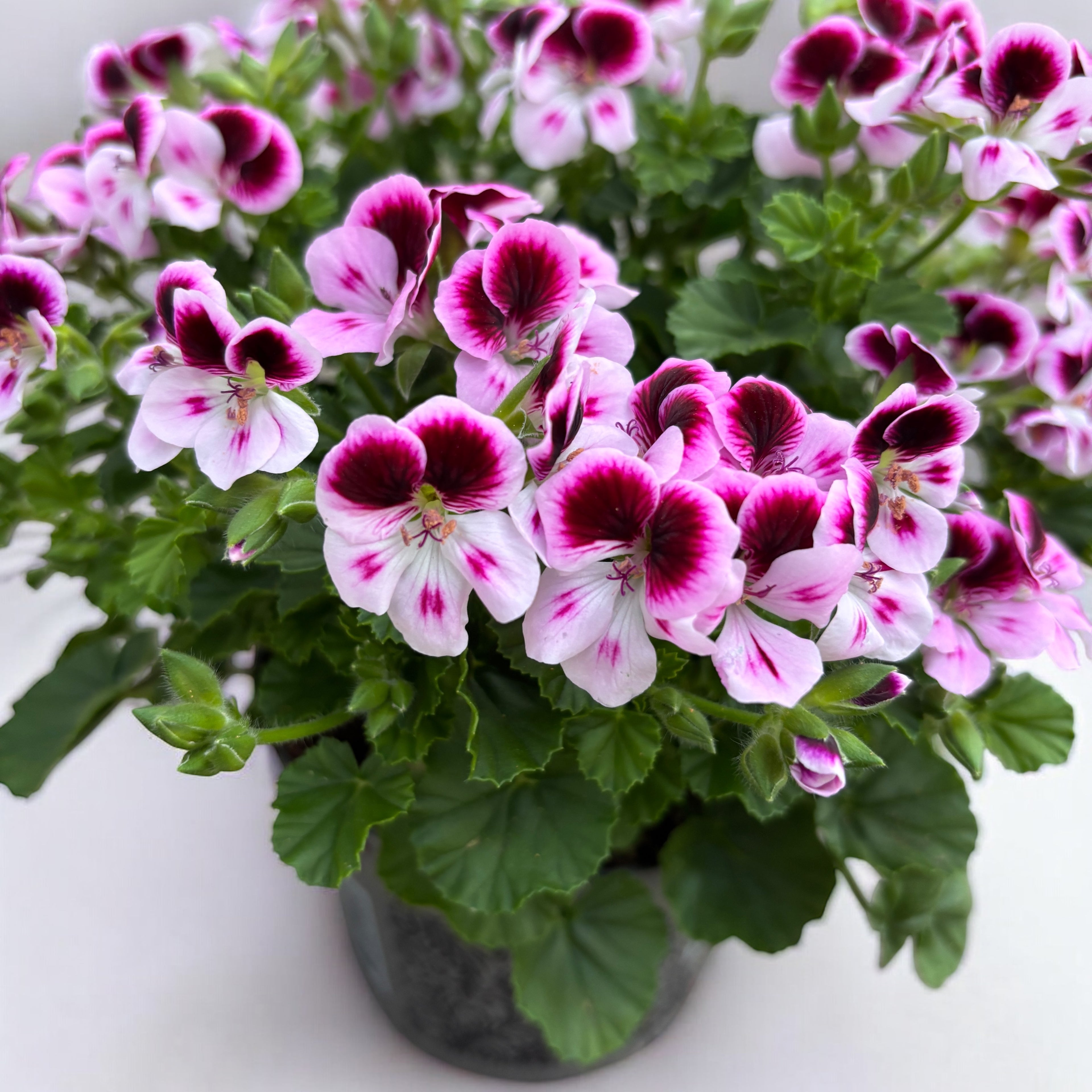 Muscate - Pelargonium ‘Angel Feline’