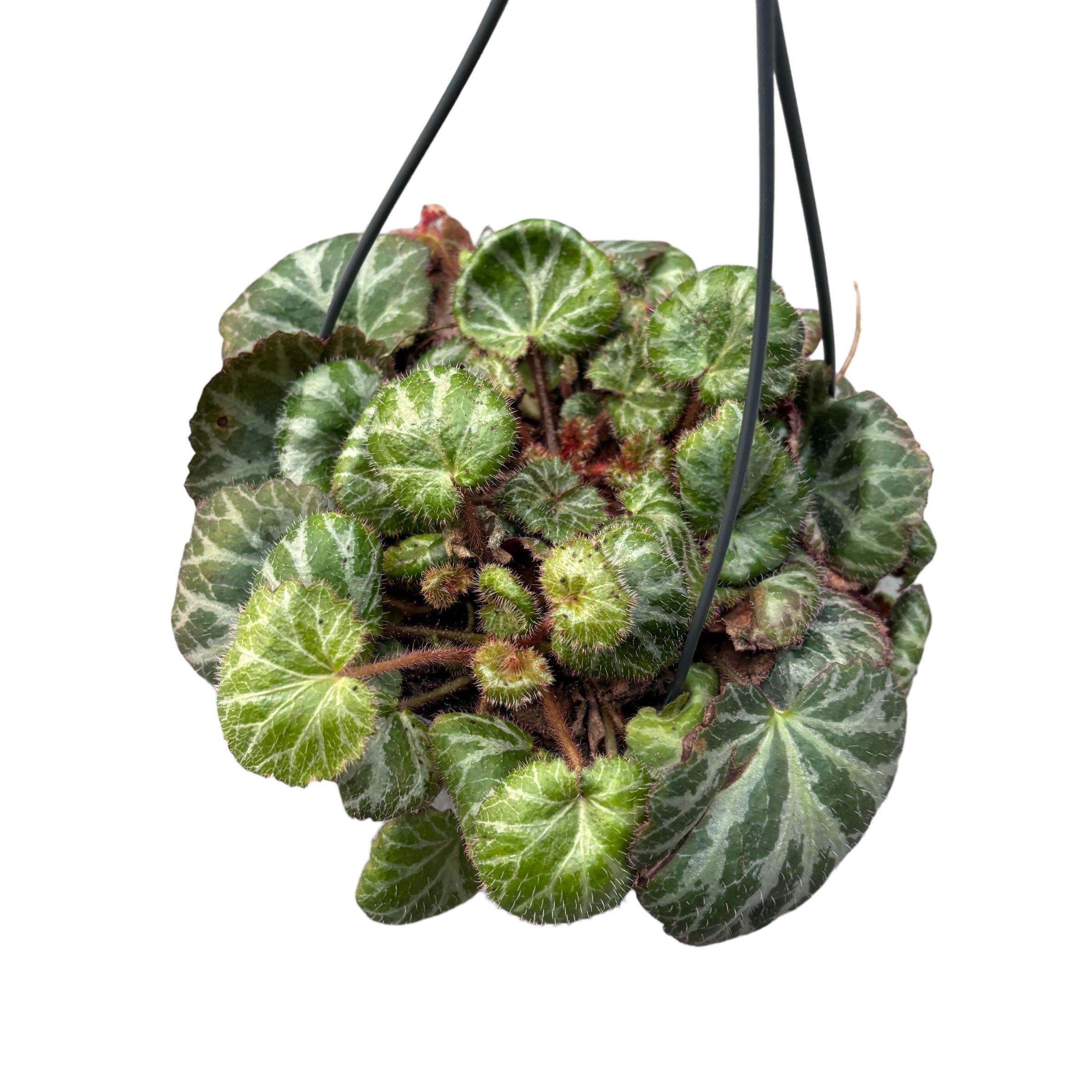 Saxifraga stolonifera (vousy jídanu)