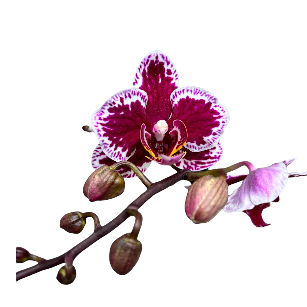 Phalaenopsis multiflora